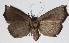  ( - 16-SRNP-31271)  @13 [ ] CreativeCommons  Attribution Non-Commercial Share-Alike (2017) Daniel H. Janzen Guanacaste Dry Forest Conservation Fund