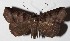  ( - 16-SRNP-31272)  @14 [ ] CreativeCommons  Attribution Non-Commercial Share-Alike (2017) Daniel H. Janzen Guanacaste Dry Forest Conservation Fund