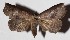  ( - 16-SRNP-31295)  @13 [ ] CreativeCommons  Attribution Non-Commercial Share-Alike (2017) Daniel H. Janzen Guanacaste Dry Forest Conservation Fund