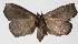  ( - 16-SRNP-31295)  @13 [ ] CreativeCommons  Attribution Non-Commercial Share-Alike (2017) Daniel H. Janzen Guanacaste Dry Forest Conservation Fund