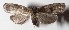  ( - 16-SRNP-322)  @13 [ ] CreativeCommons  Attribution Non-Commercial Share-Alike (2017) Daniel H. Janzen Guanacaste Dry Forest Conservation Fund