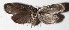  ( - 16-SRNP-322)  @13 [ ] CreativeCommons  Attribution Non-Commercial Share-Alike (2017) Daniel H. Janzen Guanacaste Dry Forest Conservation Fund