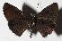  ( - 16-SRNP-45778)  @14 [ ] CreativeCommons  Attribution Non-Commercial Share-Alike (2017) Daniel H. Janzen Guanacaste Dry Forest Conservation Fund