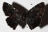  ( - 16-SRNP-45924)  @14 [ ] CreativeCommons  Attribution Non-Commercial Share-Alike (2017) Daniel H. Janzen Guanacaste Dry Forest Conservation Fund