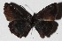  ( - 16-SRNP-45924)  @14 [ ] CreativeCommons  Attribution Non-Commercial Share-Alike (2017) Daniel H. Janzen Guanacaste Dry Forest Conservation Fund