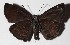  ( - 16-SRNP-46022)  @14 [ ] CreativeCommons  Attribution Non-Commercial Share-Alike (2017) Daniel H. Janzen Guanacaste Dry Forest Conservation Fund