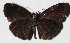  ( - 16-SRNP-46024)  @14 [ ] CreativeCommons  Attribution Non-Commercial Share-Alike (2017) Daniel H. Janzen Guanacaste Dry Forest Conservation Fund