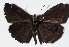  ( - 16-SRNP-46025)  @14 [ ] CreativeCommons  Attribution Non-Commercial Share-Alike (2017) Daniel H. Janzen Guanacaste Dry Forest Conservation Fund