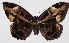  ( - 16-SRNP-55298)  @14 [ ] CreativeCommons  Attribution Non-Commercial Share-Alike (2017) Daniel H. Janzen Guanacaste Dry Forest Conservation Fund