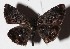  ( - 16-SRNP-65062)  @14 [ ] CreativeCommons  Attribution Non-Commercial Share-Alike (2017) Daniel H. Janzen Guanacaste Dry Forest Conservation Fund