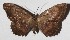  ( - 16-SRNP-65346)  @14 [ ] CreativeCommons  Attribution Non-Commercial Share-Alike (2017) Daniel H. Janzen Guanacaste Dry Forest Conservation Fund