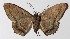  ( - 16-SRNP-65346)  @14 [ ] CreativeCommons  Attribution Non-Commercial Share-Alike (2017) Daniel H. Janzen Guanacaste Dry Forest Conservation Fund