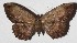  ( - 16-SRNP-65347)  @14 [ ] CreativeCommons  Attribution Non-Commercial Share-Alike (2017) Daniel H. Janzen Guanacaste Dry Forest Conservation Fund