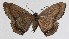  ( - 16-SRNP-65347)  @14 [ ] CreativeCommons  Attribution Non-Commercial Share-Alike (2017) Daniel H. Janzen Guanacaste Dry Forest Conservation Fund