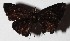  ( - 16-SRNP-70158)  @12 [ ] CreativeCommons  Attribution Non-Commercial Share-Alike (2017) Daniel H. Janzen Guanacaste Dry Forest Conservation Fund