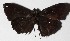  ( - 16-SRNP-70158)  @12 [ ] CreativeCommons  Attribution Non-Commercial Share-Alike (2017) Daniel H. Janzen Guanacaste Dry Forest Conservation Fund
