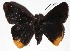  (Telemiades gallius - 16-SRNP-70725)  @14 [ ] CreativeCommons  Attribution Non-Commercial Share-Alike (2017) Daniel H. Janzen Guanacaste Dry Forest Conservation Fund