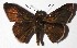  ( - 16-SRNP-75435)  @14 [ ] CreativeCommons  Attribution Non-Commercial Share-Alike (2017) Daniel H. Janzen Guanacaste Dry Forest Conservation Fund