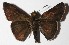  ( - 16-SRNP-75465)  @14 [ ] CreativeCommons  Attribution Non-Commercial Share-Alike (2017) Daniel H. Janzen Guanacaste Dry Forest Conservation Fund