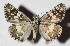  ( - 16-SRNP-75524)  @14 [ ] CreativeCommons  Attribution Non-Commercial Share-Alike (2017) Daniel H. Janzen Guanacaste Dry Forest Conservation Fund