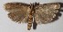  (Chlamydastis bernardoespinozai - 13-SRNP-2716)  @14 [ ] CreativeCommons  Attribution Non-Commercial Share-Alike (2016) Unspecified Guanacaste Dry Forest Conservation Fund