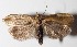  (Antaeotricha radicalisDHJ01 - 13-SRNP-30783)  @15 [ ] CreativeCommons  Attribution Non-Commercial Share-Alike (2016) Unspecified Guanacaste Dry Forest Conservation Fund