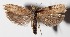  (Antaeotricha Janzen134 - 13-SRNP-5240)  @15 [ ] CreativeCommons  Attribution Non-Commercial Share-Alike (2016) Unspecified Guanacaste Dry Forest Conservation Fund