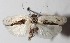  (Antaeotricha Janzen10 - 13-SRNP-57441)  @15 [ ] CreativeCommons  Attribution Non-Commercial Share-Alike (2016) Unspecified Guanacaste Dry Forest Conservation Fund