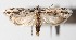  (Ethmia catapelticaDHJ03 - 13-SRNP-75554)  @15 [ ] CreativeCommons  Attribution Non-Commercial Share-Alike (2016) Unspecified Guanacaste Dry Forest Conservation Fund