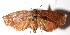  (Amorbia cacao - 14-SRNP-35104)  @15 [ ] CreativeCommons - Attribution Non-Commercial Share-Alike (2015) Daniel H. Janzen Guanacaste Dry Forest Conservation Fund