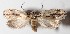  (Ethmia normgershenzi - 14-SRNP-41149)  @15 [ ] CreativeCommons  Attribution Non-Commercial Share-Alike (2016) Unspecified Guanacaste Dry Forest Conservation Fund