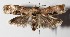  (Chlamydastis tryphonDHJ01 - 14-SRNP-581)  @14 [ ] CreativeCommons  Attribution Non-Commercial Share-Alike (2016) Unspecified Guanacaste Dry Forest Conservation Fund