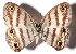  (Euptychia Janzen01 - 14-SRNP-80811)  @11 [ ] CreativeCommons - Attribution Non-Commercial Share-Alike (2015) Daniel H. Janzen Guanacaste Dry Forest Conservation Fund
