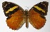  ( - 00-SRNP-12833)  @14 [ ] CreativeCommons  Attribution Non-Commercial Share-Alike (2017) Daniel H. Janzen Guanacaste Dry Forest Conservation Fund