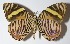  ( - 00-SRNP-12833)  @14 [ ] CreativeCommons  Attribution Non-Commercial Share-Alike (2017) Daniel H. Janzen Guanacaste Dry Forest Conservation Fund