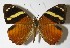  ( - 00-SRNP-12834)  @14 [ ] CreativeCommons  Attribution Non-Commercial Share-Alike (2017) Daniel H. Janzen Guanacaste Dry Forest Conservation Fund