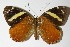  ( - 00-SRNP-14739)  @14 [ ] CreativeCommons  Attribution Non-Commercial Share-Alike (2017) Daniel H. Janzen Guanacaste Dry Forest Conservation Fund