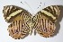  ( - 00-SRNP-14739)  @14 [ ] CreativeCommons  Attribution Non-Commercial Share-Alike (2017) Daniel H. Janzen Guanacaste Dry Forest Conservation Fund