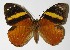  ( - 02-SRNP-7393)  @14 [ ] CreativeCommons  Attribution Non-Commercial Share-Alike (2017) Daniel H. Janzen Guanacaste Dry Forest Conservation Fund