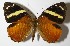  ( - 03-SRNP-7283)  @14 [ ] CreativeCommons  Attribution Non-Commercial Share-Alike (2017) Daniel H. Janzen Guanacaste Dry Forest Conservation Fund