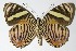  ( - 03-SRNP-7283)  @14 [ ] CreativeCommons  Attribution Non-Commercial Share-Alike (2017) Daniel H. Janzen Guanacaste Dry Forest Conservation Fund