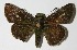  ( - 12-SRNP-30030)  @13 [ ] CreativeCommons  Attribution Non-Commercial Share-Alike (2017) Daniel H. Janzen Guanacaste Dry Forest Conservation Fund