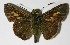  ( - 12-SRNP-30342)  @13 [ ] CreativeCommons  Attribution Non-Commercial Share-Alike (2017) Daniel H. Janzen Guanacaste Dry Forest Conservation Fund