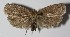 ( - 12-SRNP-3492)  @13 [ ] CreativeCommons  Attribution Non-Commercial Share-Alike (2017) Daniel H. Janzen Guanacaste Dry Forest Conservation Fund