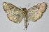  ( - 12-SRNP-44117)  @14 [ ] CreativeCommons  Attribution Non-Commercial Share-Alike (2017) Daniel H. Janzen Guanacaste Dry Forest Conservation Fund