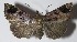  ( - 12-SRNP-5421)  @13 [ ] CreativeCommons  Attribution Non-Commercial Share-Alike (2017) Daniel H. Janzen Guanacaste Dry Forest Conservation Fund
