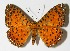  (Argyrogrammana - 12-SRNP-5583)  @14 [ ] CreativeCommons  Attribution Non-Commercial Share-Alike (2017) Daniel H. Janzen Guanacaste Dry Forest Conservation Fund