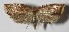  (Sparganopseustis Brown2172 - 12-SRNP-86022)  @14 [ ] CreativeCommons  Attribution Non-Commercial Share-Alike (2017) Daniel H. Janzen Guanacaste Dry Forest Conservation Fund