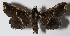  ( - 12-SRNP-86426)  @13 [ ] CreativeCommons  Attribution Non-Commercial Share-Alike (2017) Daniel H. Janzen Guanacaste Dry Forest Conservation Fund