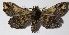  ( - 12-SRNP-86426)  @12 [ ] CreativeCommons  Attribution Non-Commercial Share-Alike (2017) Daniel H. Janzen Guanacaste Dry Forest Conservation Fund